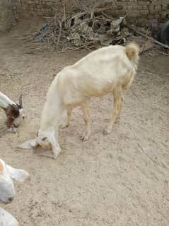 Pure Gulabi Bakri Available