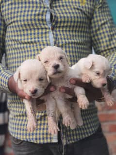 Long Hair Maltese Puppies