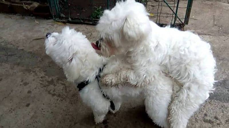 Long Hair Maltese Puppies 1