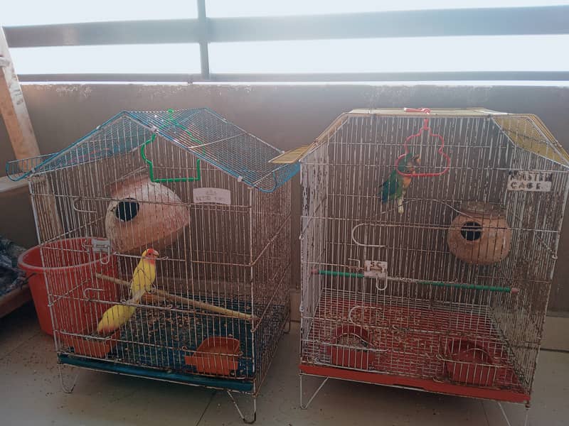 Austrailian Parrots For Sale 0