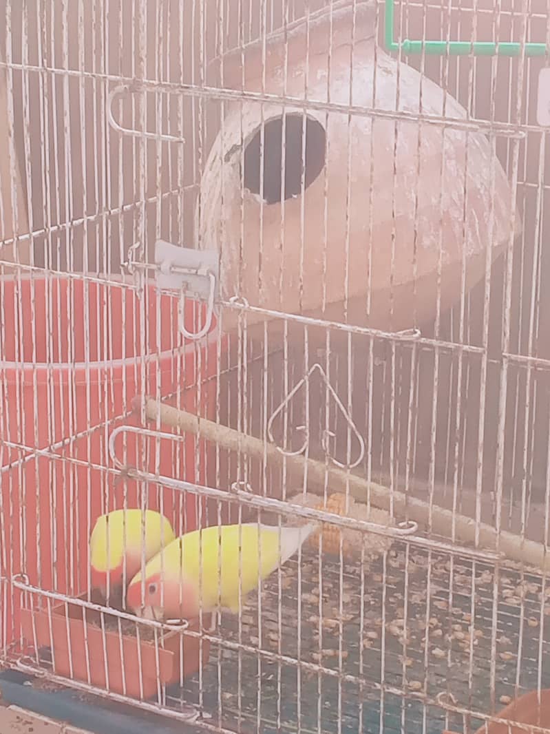 Austrailian Parrots For Sale 2