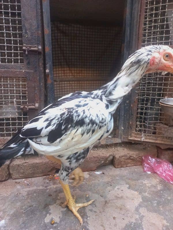 Aseel Male's for sale 0