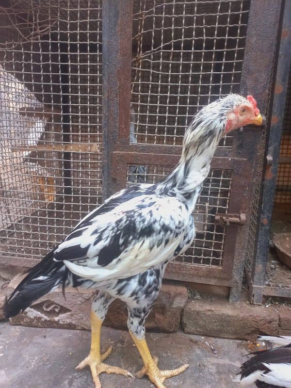 Aseel Male's for sale 1