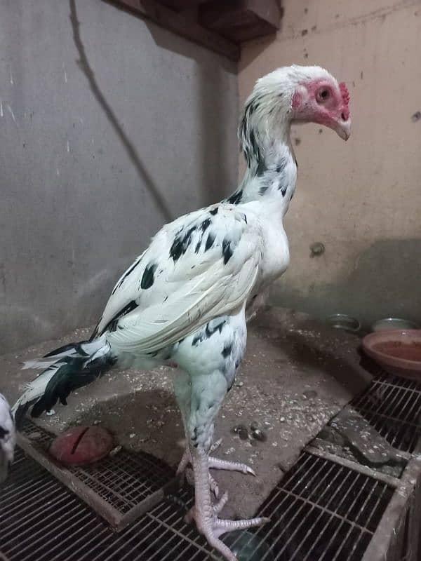 Aseel Male's for sale 3