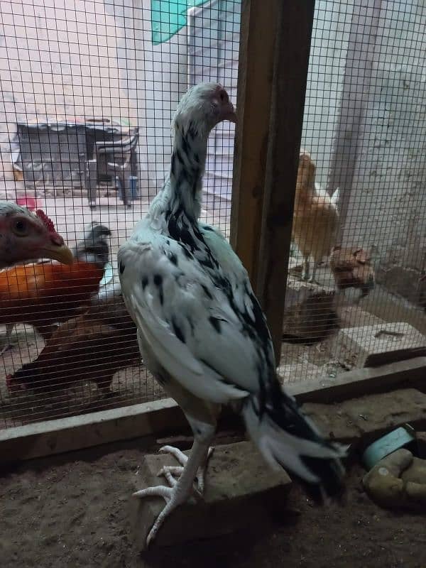 Aseel Male's for sale 7