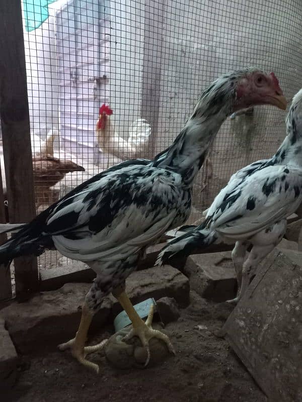 Aseel Male's for sale 11