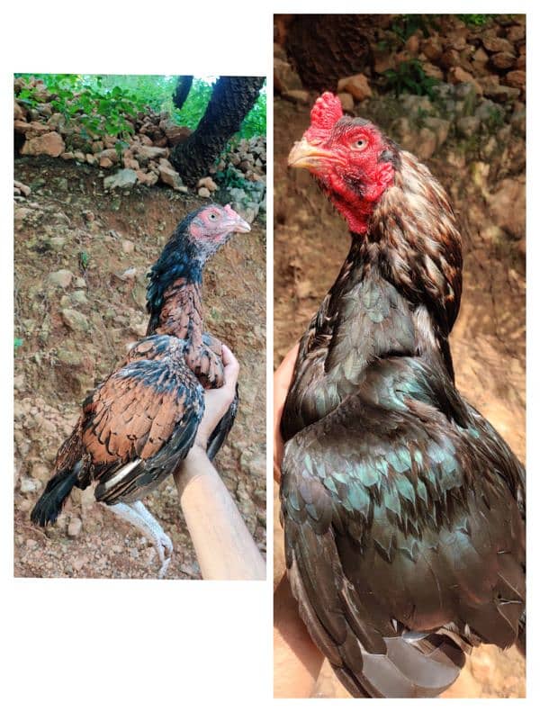 amroha or lassani chicks available 1