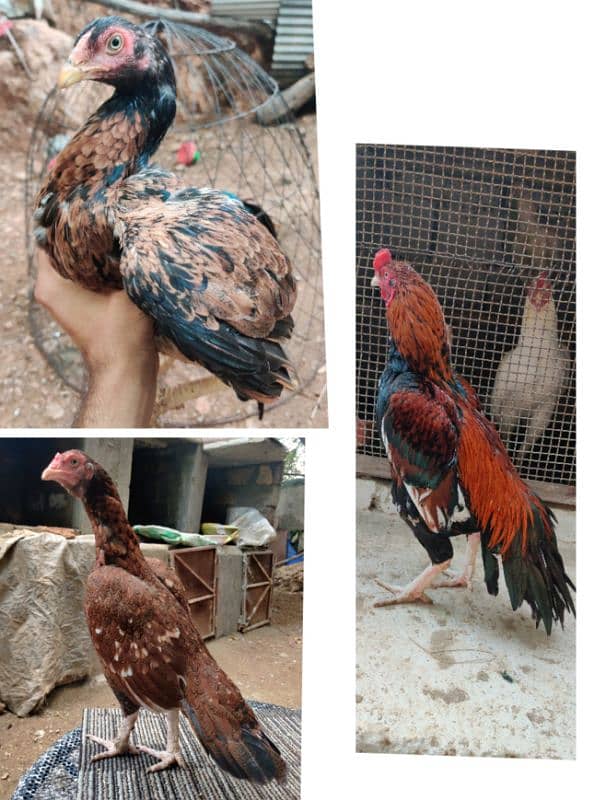 amroha or lassani chicks available 2