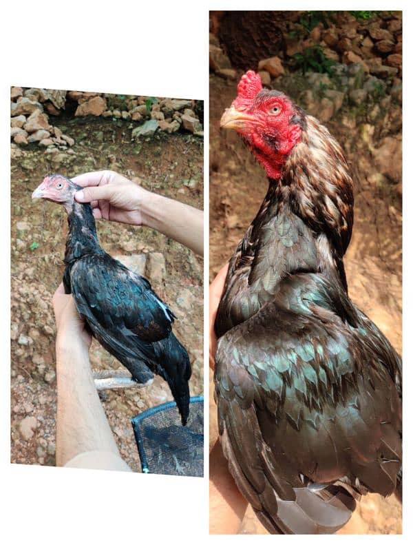 amroha or lassani chicks available 4