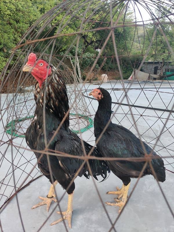 amroha or lassani chicks available 5