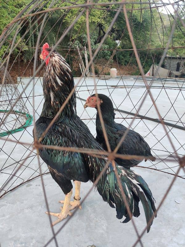 amroha or lassani chicks available 7