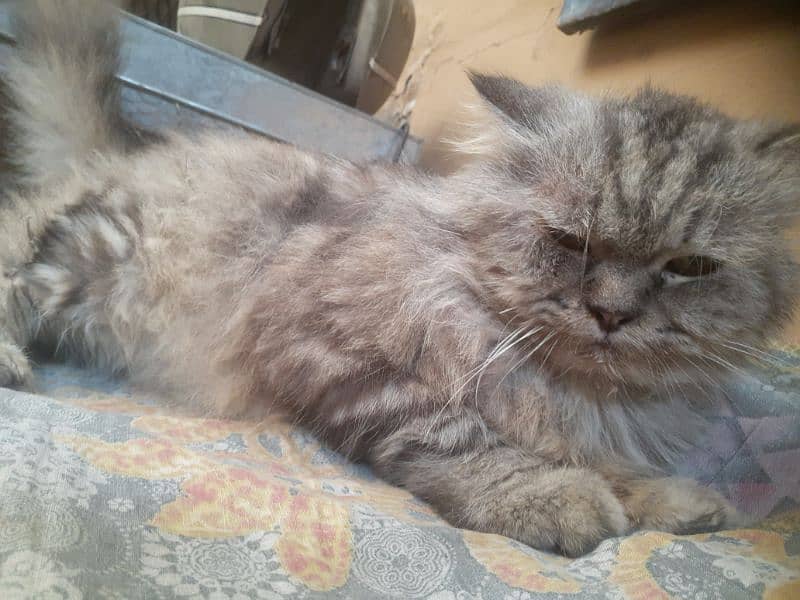 persian grey black cat for sale age 1year 2