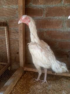 Heera Aseel Female Hen 03034062599