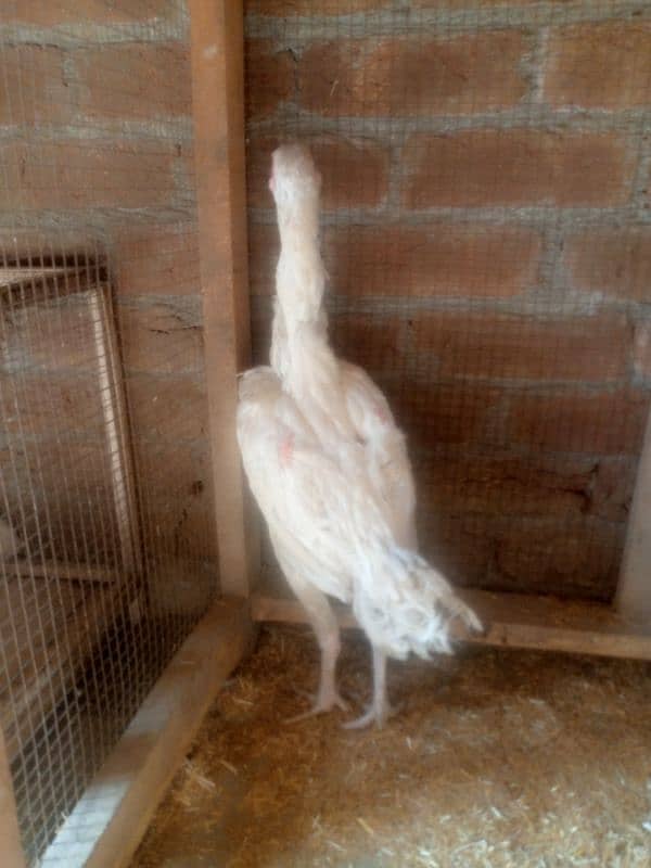 Heera Aseel Female Hen 03034062599 1