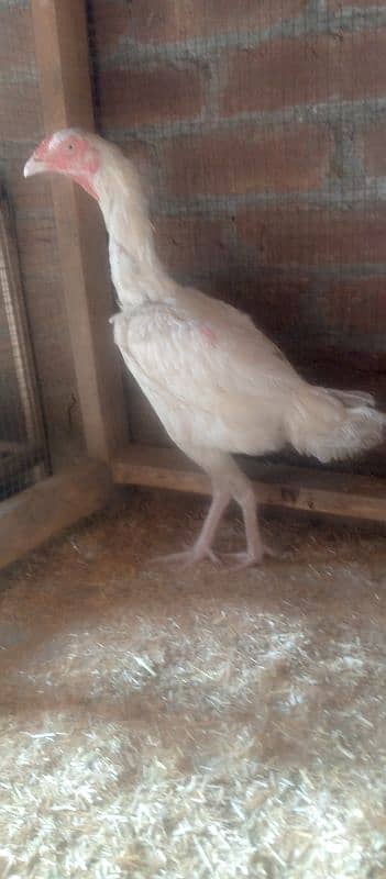 Heera Aseel Female Hen 03034062599 2