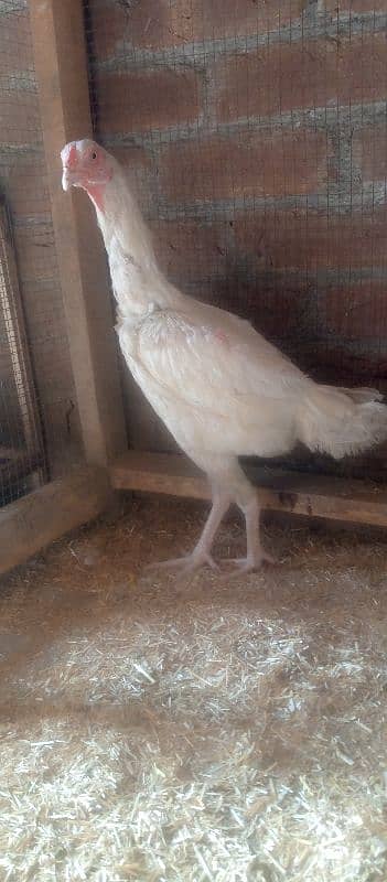 Heera Aseel Female Hen 03034062599 4