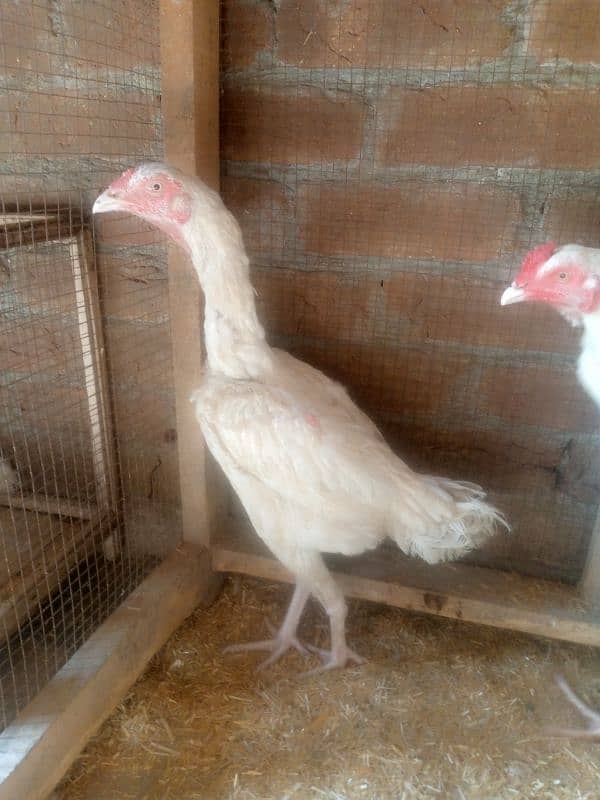 Heera Aseel Female Hen 03034062599 5