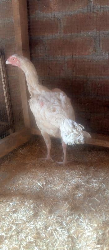 Heera Aseel Female Hen 03034062599 7