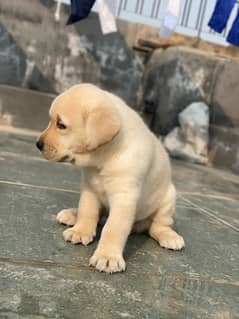 Labrador male  puppy 1.5month