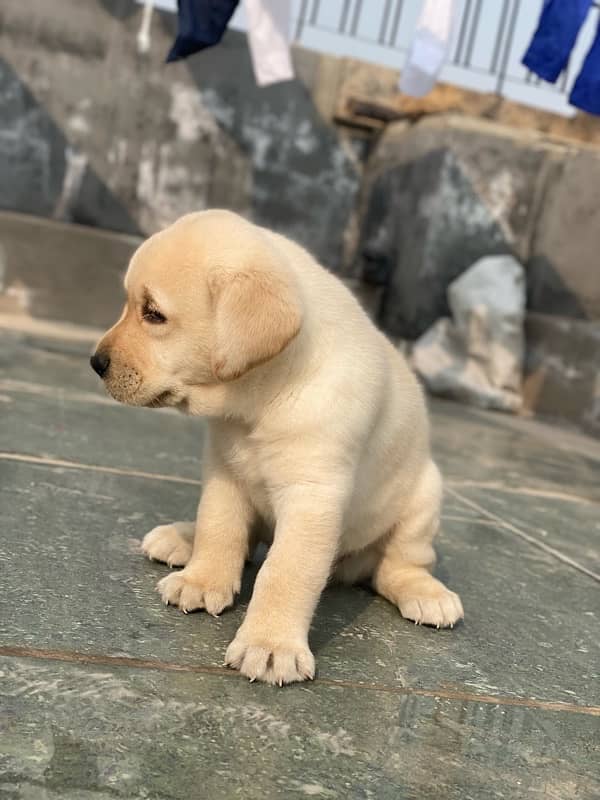 Labrador male  puppy 1.5month 0