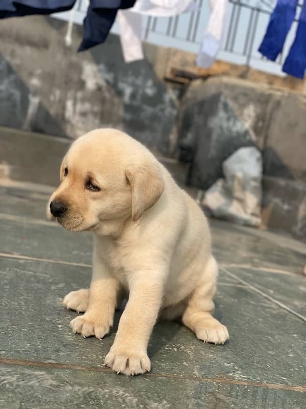 Labrador male  puppy 1.5month 1