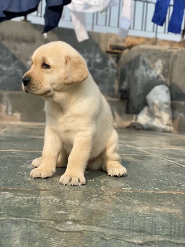 Labrador male  puppy 1.5month 2