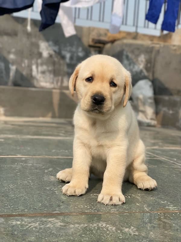 Labrador male  puppy 1.5month 3