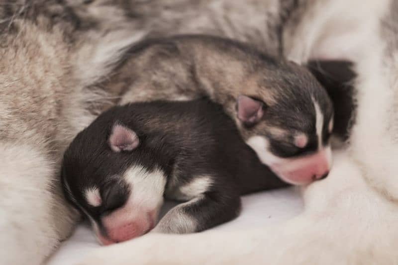 Siberian husky puppies available for sale 1