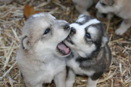 Syberian husky puppies / Blue eyes Husky / Wooly Coat Husky