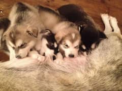 Siberian husky Puppies / Wooly Coat / Blue Eyes Siberian husky Puppy