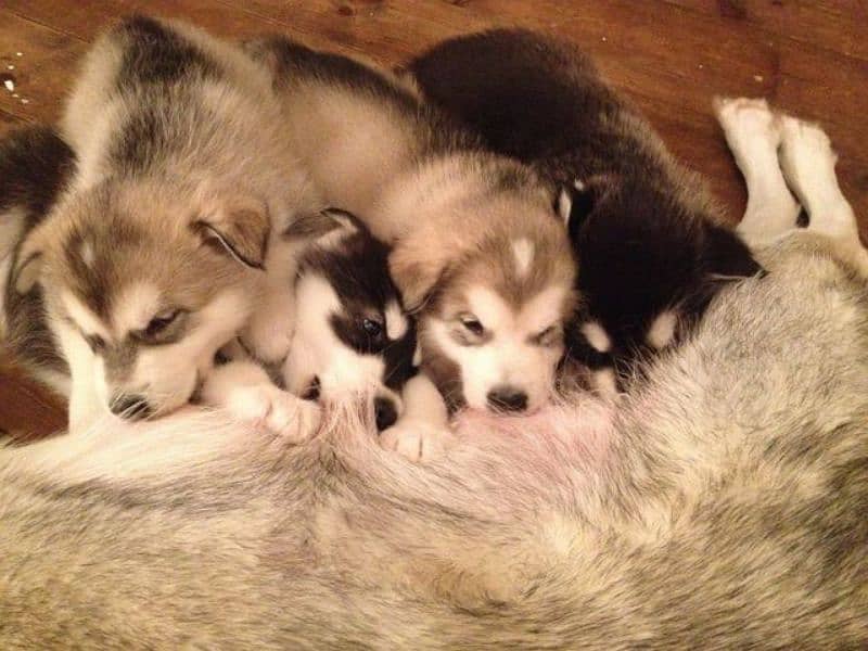 Siberian husky puppies available for sale 2