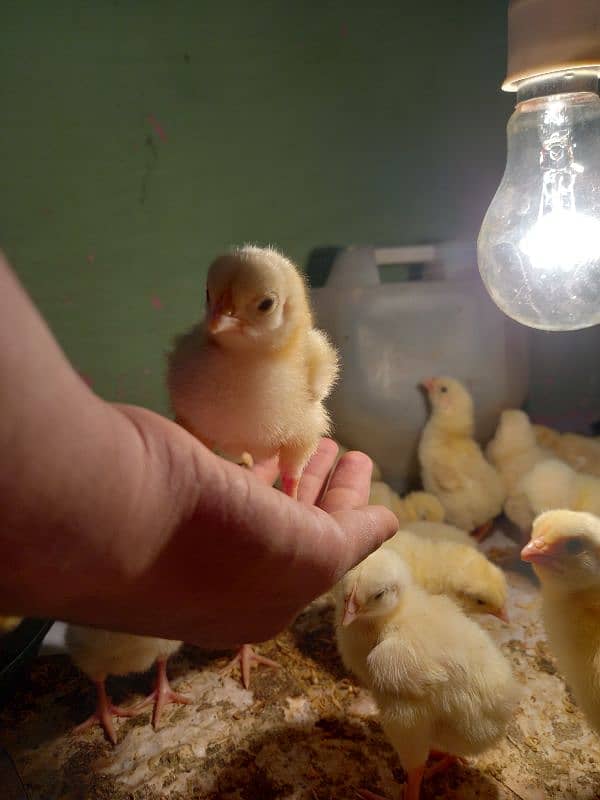 day old broiler chicks available a Grade & b Grade available 0