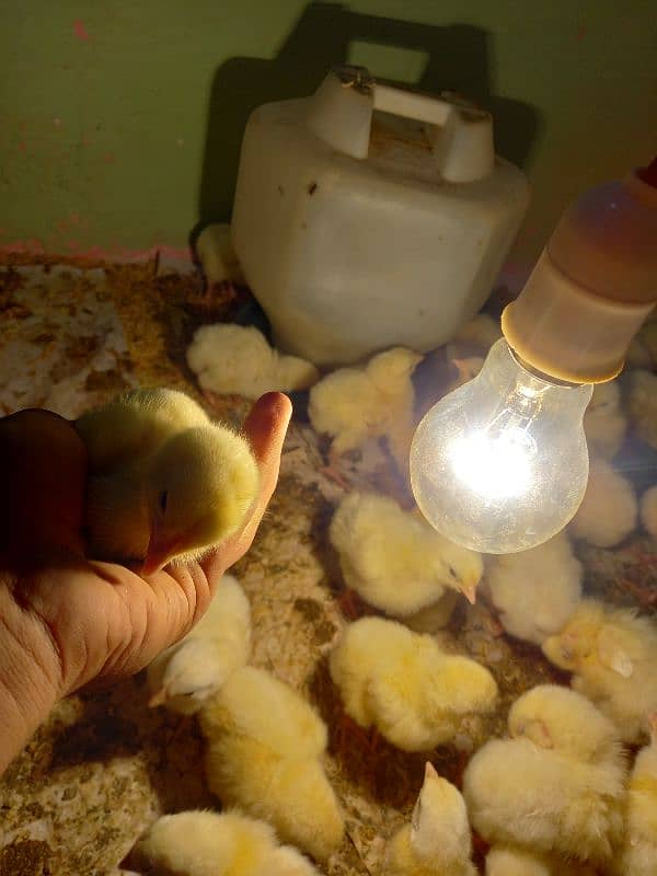 day old broiler chicks available a Grade & b Grade available 1