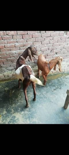 bakri + bakra