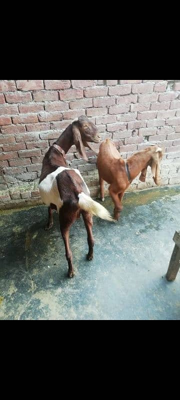 bakri + bakra 0