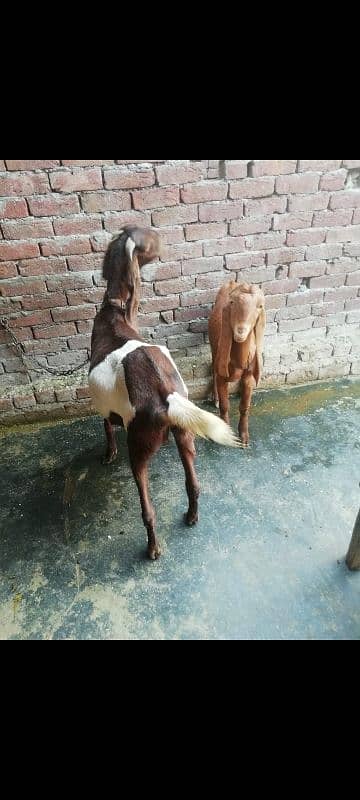 bakri + bakra 1