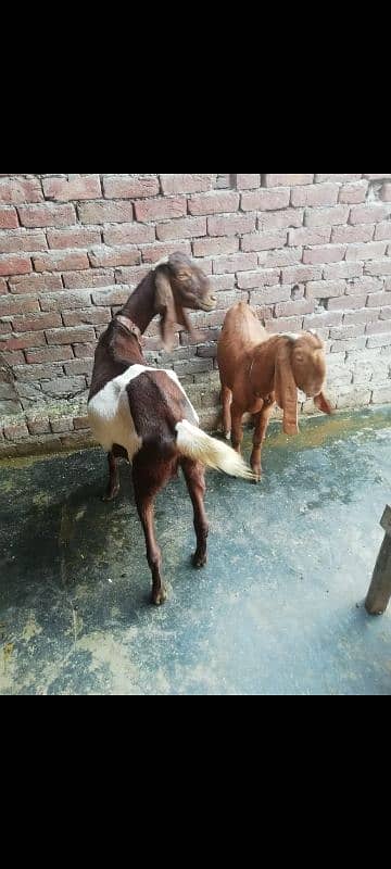 bakri + bakra 2