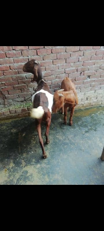 bakri + bakra 4