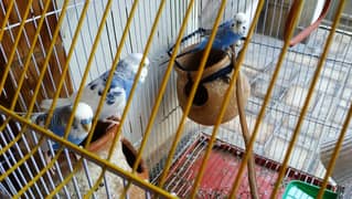 A Beautiful Birds Cage With 3 Australian Birds is Available For Sale