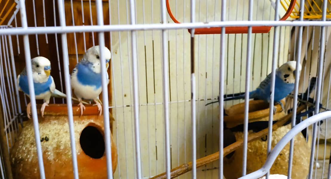 A Beautiful Birds Cage With 3 Australian Birds is Available For Sale 1