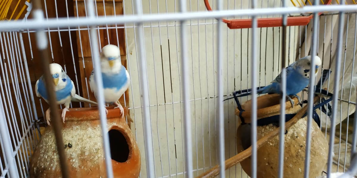 A Beautiful Birds Cage With 3 Australian Birds is Available For Sale 2