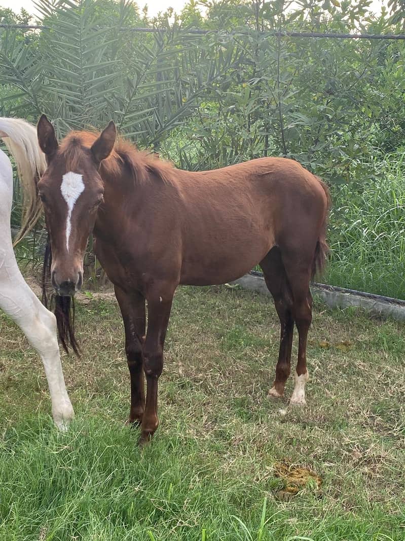 Beautifull Wacheri (Filly) For Sale in Rawalpindi very Good Breed 6