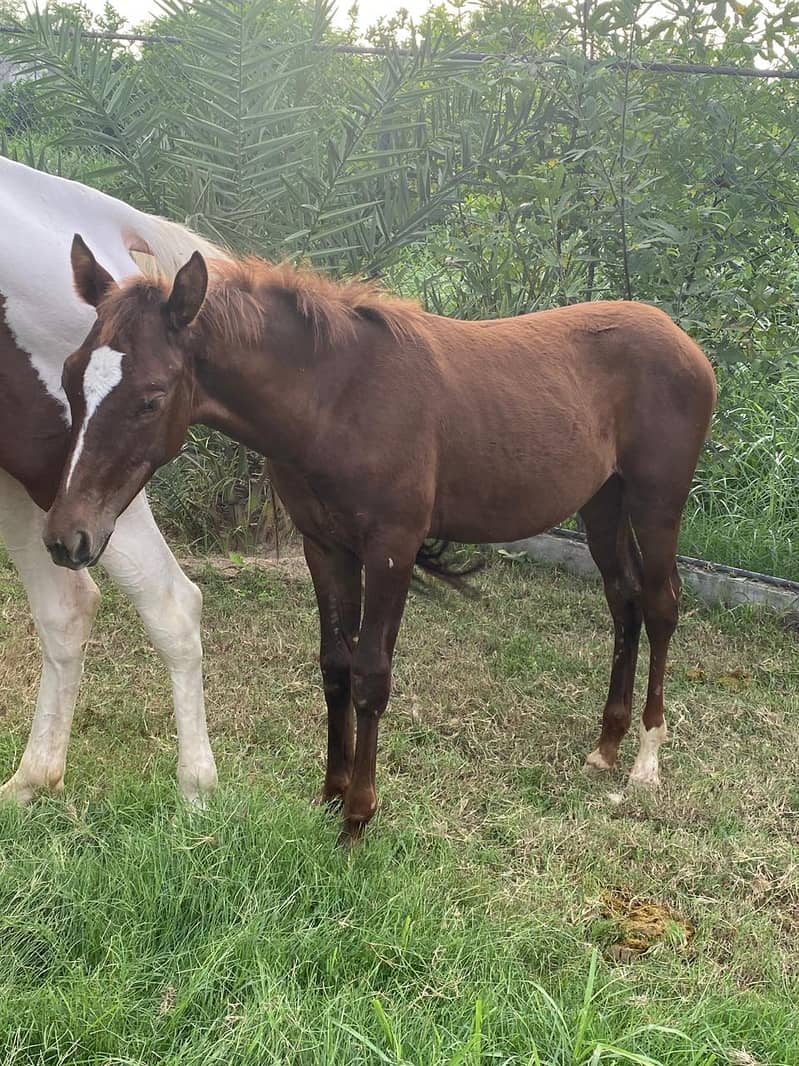 Beautifull Wacheri (Filly) For Sale in Rawalpindi very Good Breed 5