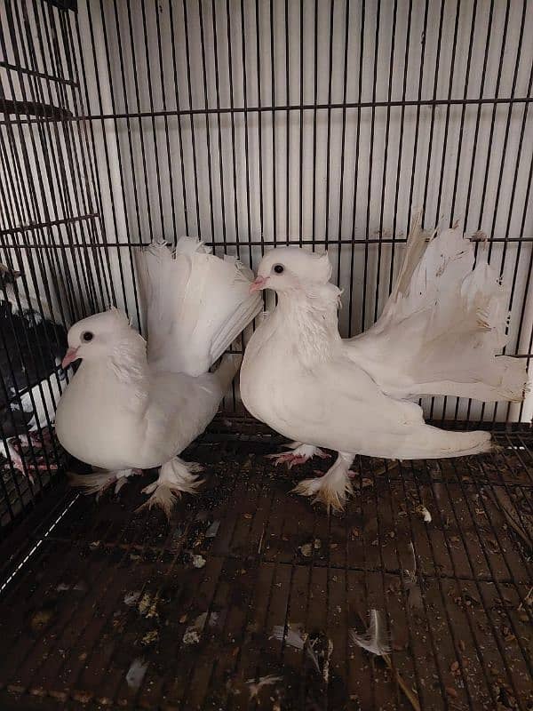 Breeder fantail pairs 4