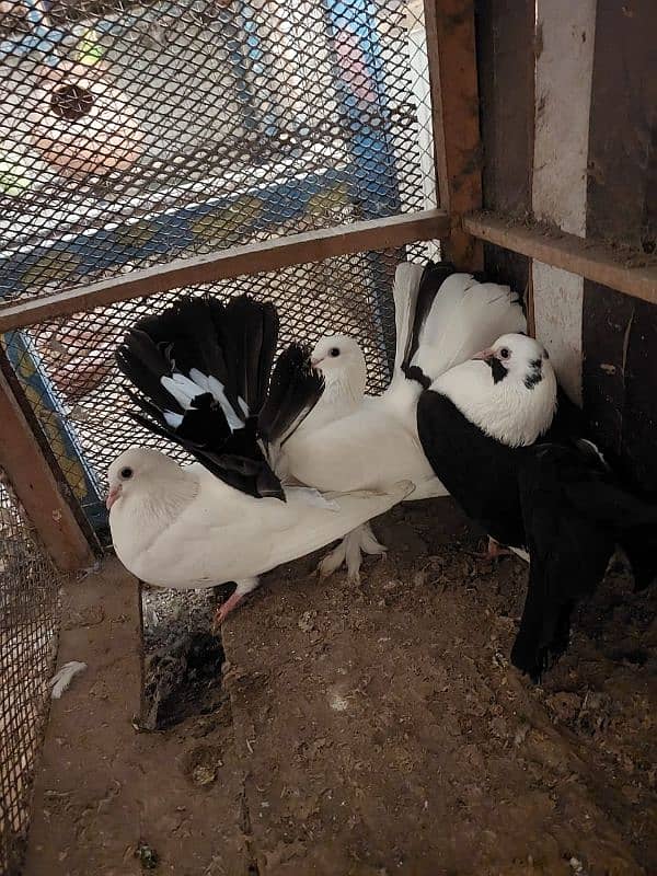 Breeder fantail pairs 5