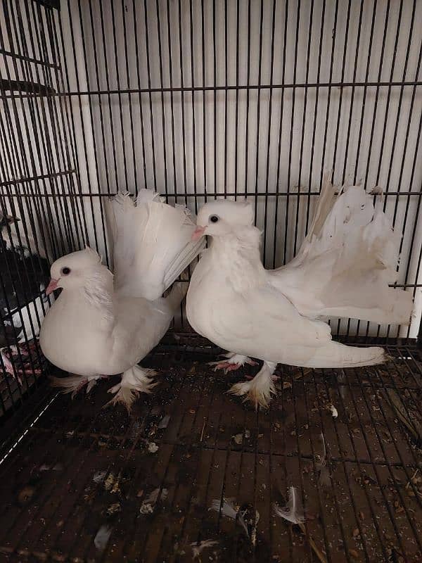 Breeder fantail pairs 9