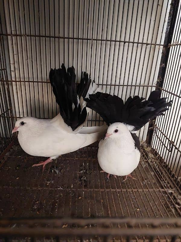 Breeder fantail pairs 10