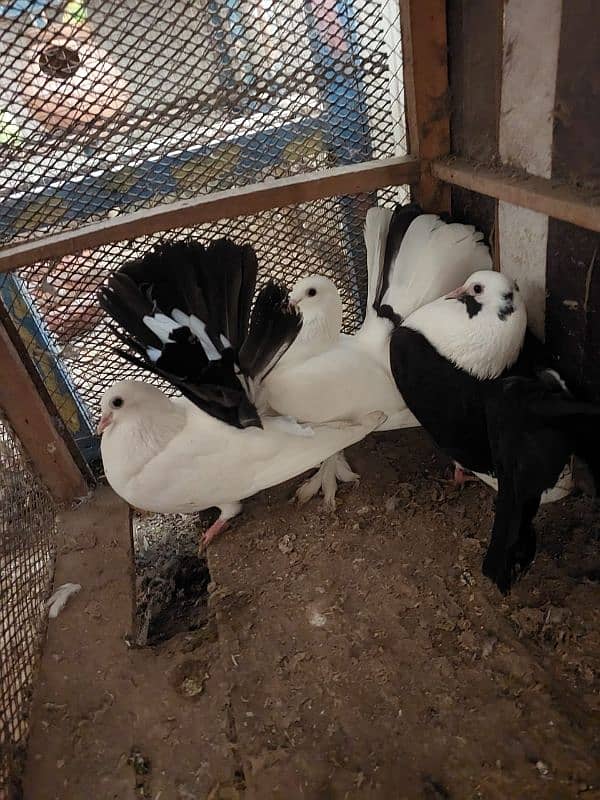 Breeder fantail pairs 11