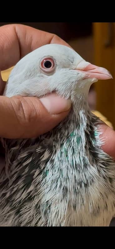 Golden pigeon pair for sale 0