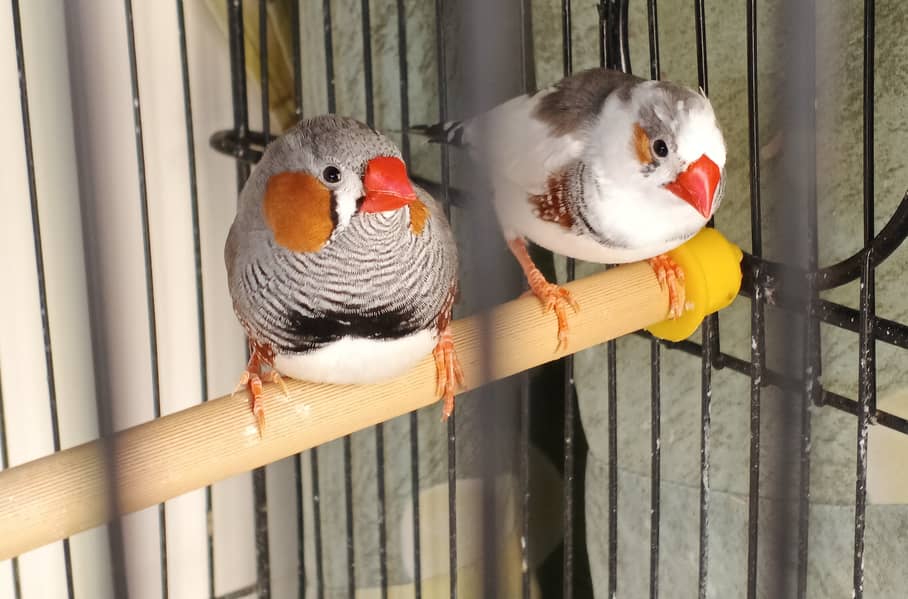 Pied Zebra Finch and Common Zebra Finch Pair 0